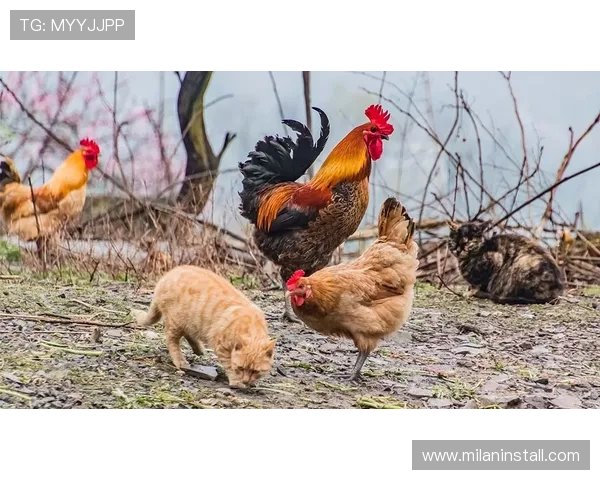 米兰在线：分享米兰本地居民生活故事、社区新闻与社会热点话题